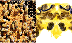 Thuốc trừ sâu khiến não ong tổn thương